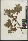 Foto von Salix myrsinites L.
